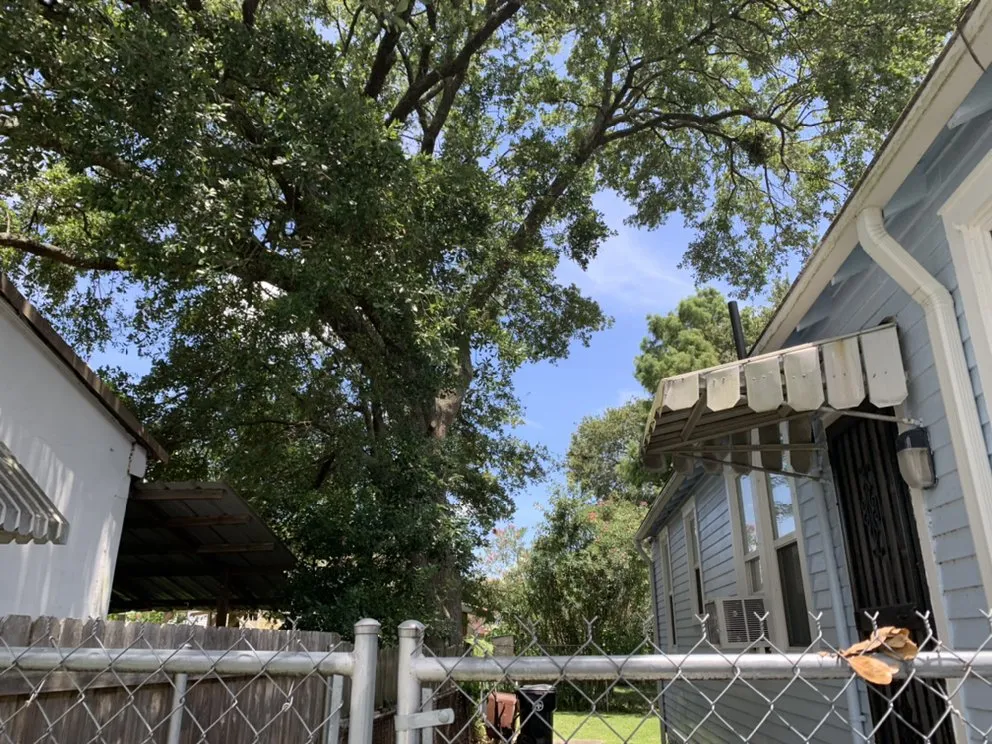 Trusted yard cleanup service for residential properties in New Orleans, LA by Extra Ordinary