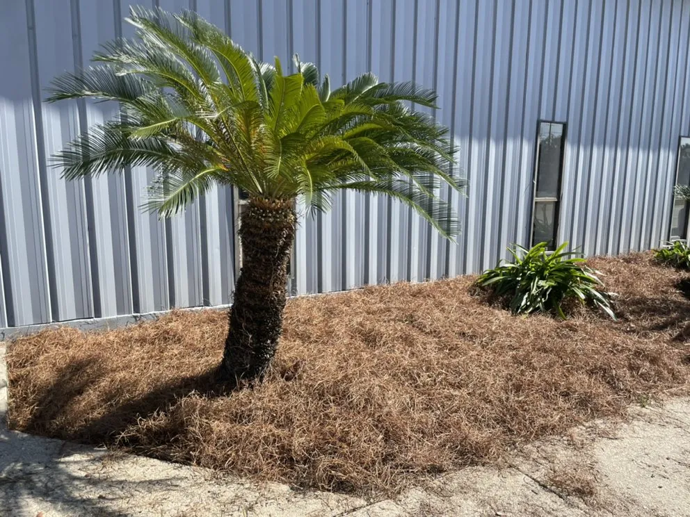 Top-rated yard maintenance in New Orleans, LA - Extra Ordinary