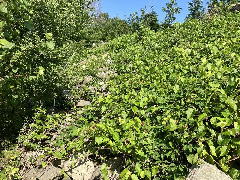 Local yard cleanup service for beautiful yards across Gardiner, NY - Extra Services