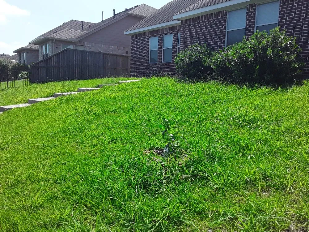 Expert lawn care service for outdoor upgrades across Houston, TX - Extrahand Landscaping Gardening and more