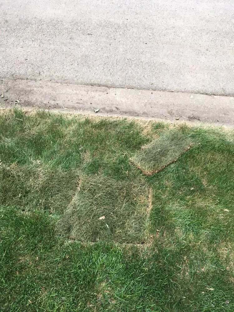 Local yard maintenance in Oak Forest, IL by Extreme Green Landscaping