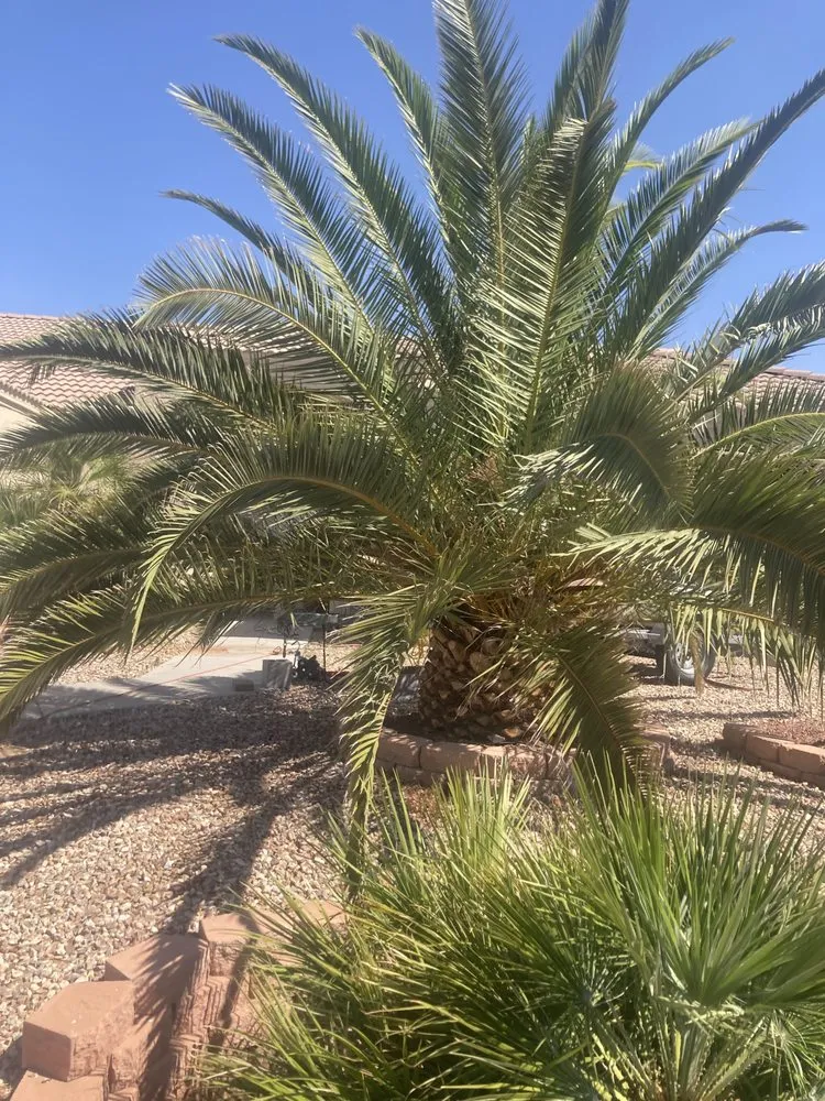 Trusted landscape installation in Fort Mohave, AZ by Extreme Landscape Services