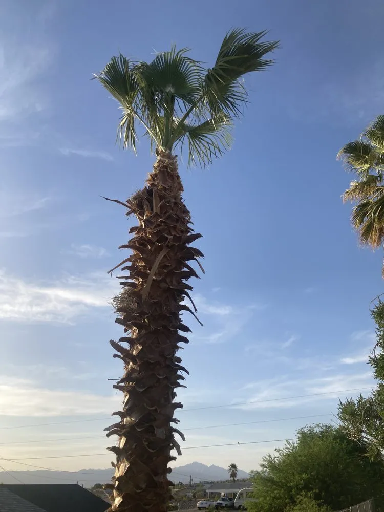 Top-rated landscape installation experts serving Fort Mohave, AZ - Extreme Landscape Services