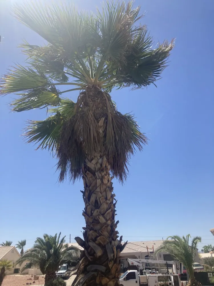 Top-rated lawn care service experts serving Fort Mohave, AZ - Extreme Landscape Services