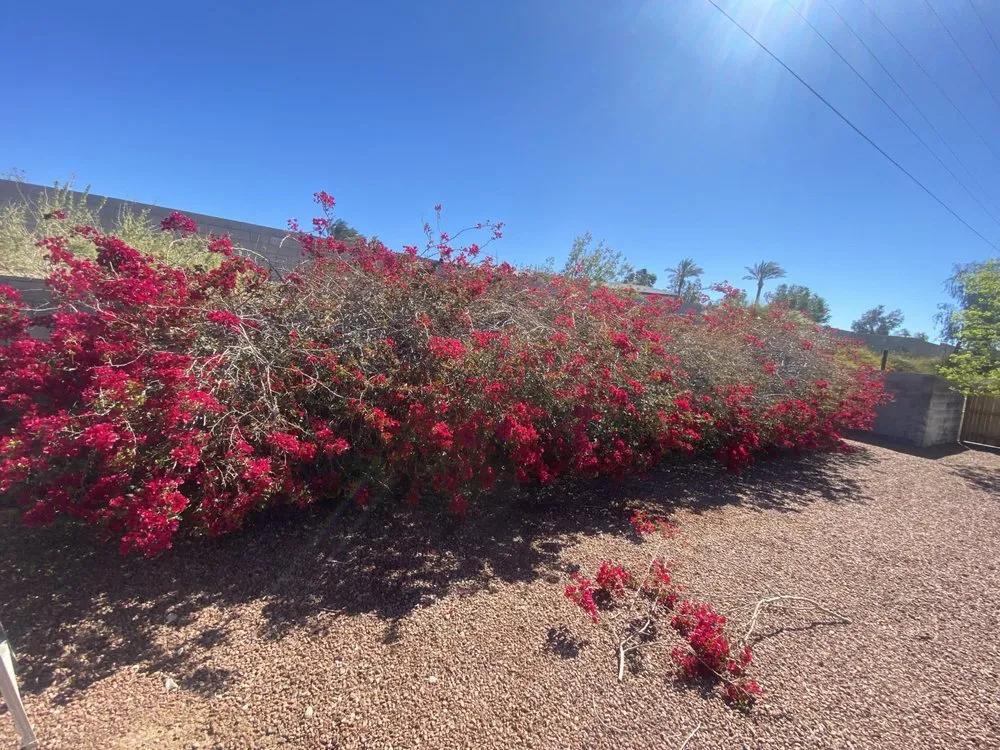 Local landscape design experts serving Fort Mohave, AZ - Extreme Landscape Services