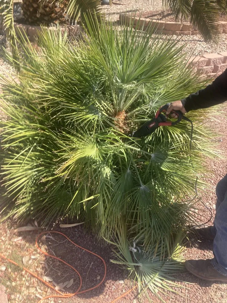 Professional landscape installation in Fort Mohave, AZ by Extreme Landscape Services