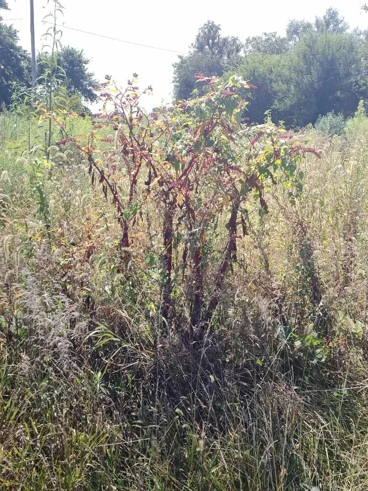 Top-rated lawn care service in Springfield, IL by Extreme Lawn Care & Landscape