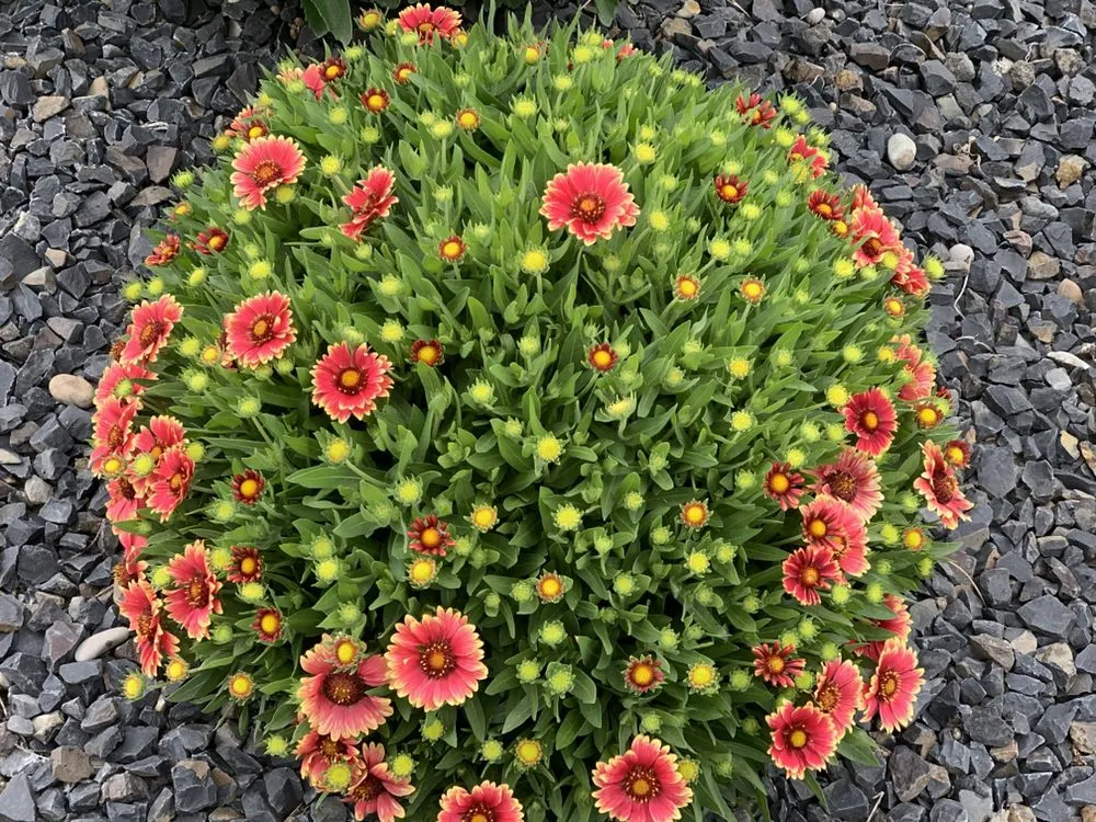 Expert landscaping services in Pasco, WA by Extreme Lawn Services and Pest Control