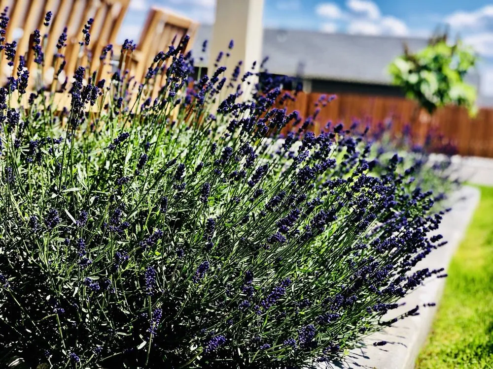 Custom outdoor landscaping in Pasco, WA - Extreme Lawn Services and Pest Control