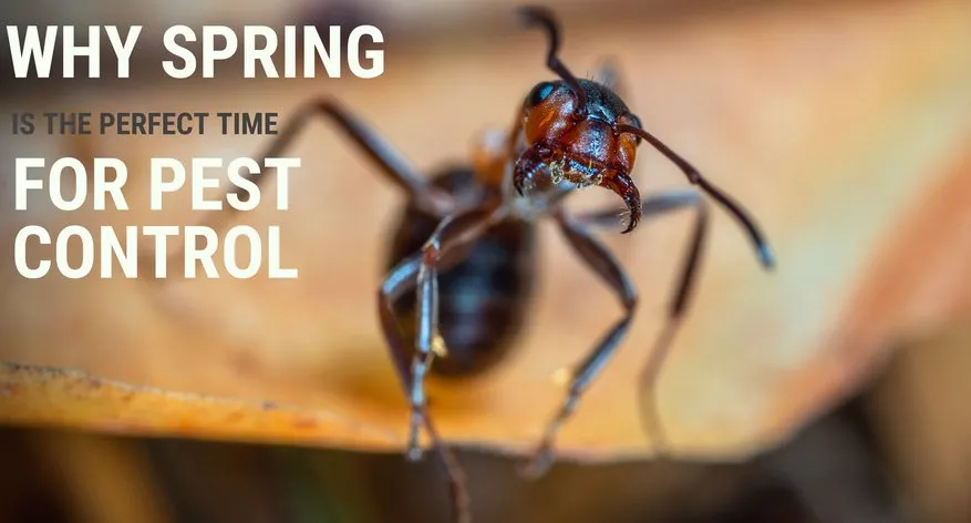 Custom residential landscaping in Pasco, WA - Extreme Lawn Services and Pest Control