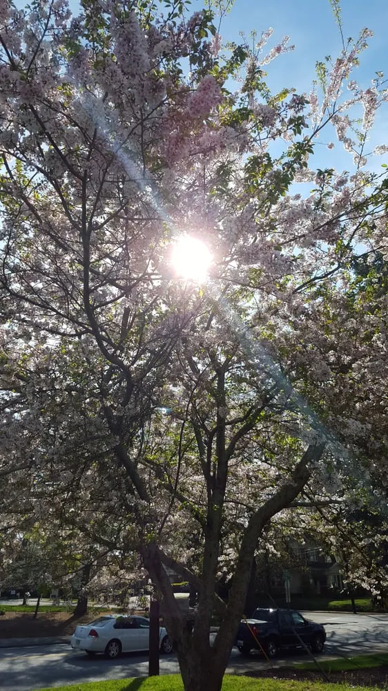 Affordable landscaping services with custom design across Gainesville, GA - Extreme Lawns