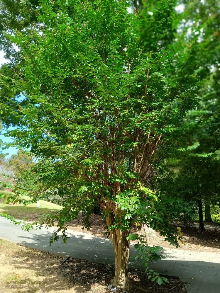 Trusted landscape design with custom design across Jasper, GA - Extreme Outdoor Services