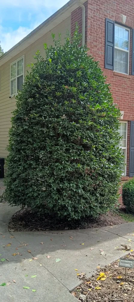 Trusted lawn care service for homes across Jasper, GA - Extreme Outdoor Services