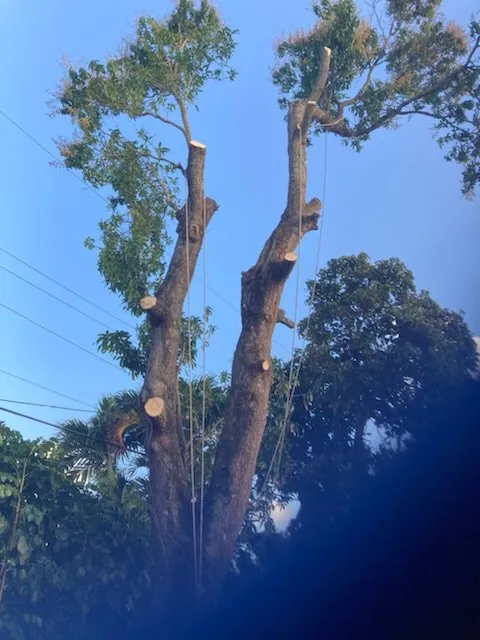 Expert landscape design in Lighthouse Point, FL - Extreme Tree Service And Landscaping