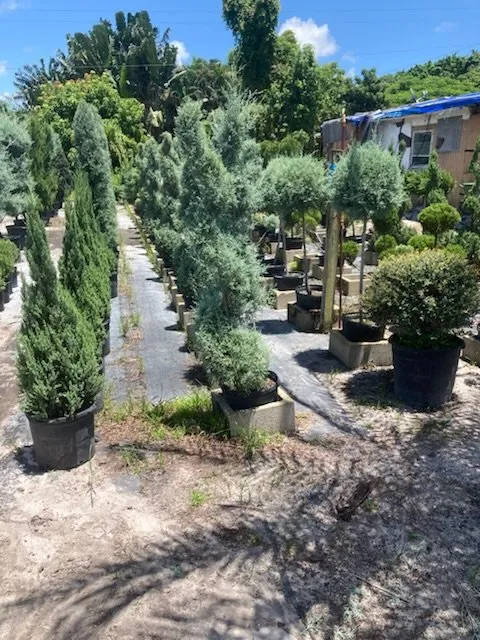 Local yard maintenance in Lighthouse Point, FL by Extreme Tree Service And Landscaping