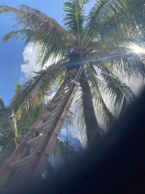 Top-rated yard cleanup service in Lighthouse Point, FL - Extreme Tree Service And Landscaping