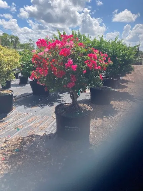 Trusted garden landscaping for year-round maintenance across Lighthouse Point, FL - Extreme Tree Service And Landscaping