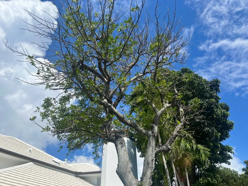 Expert residential landscaping in Fort Lauderdale, FL - Extreme Tree Service