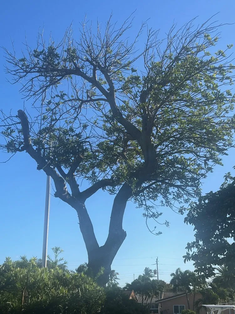 Professional landscape design for year-round maintenance across Fort Lauderdale, FL - Extreme Tree Service