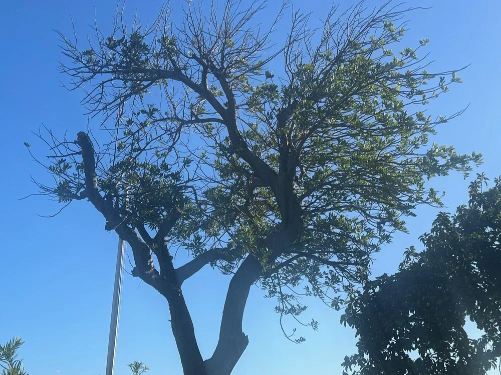 Top-rated landscape installation experts serving Fort Lauderdale, FL - Extreme Tree Service