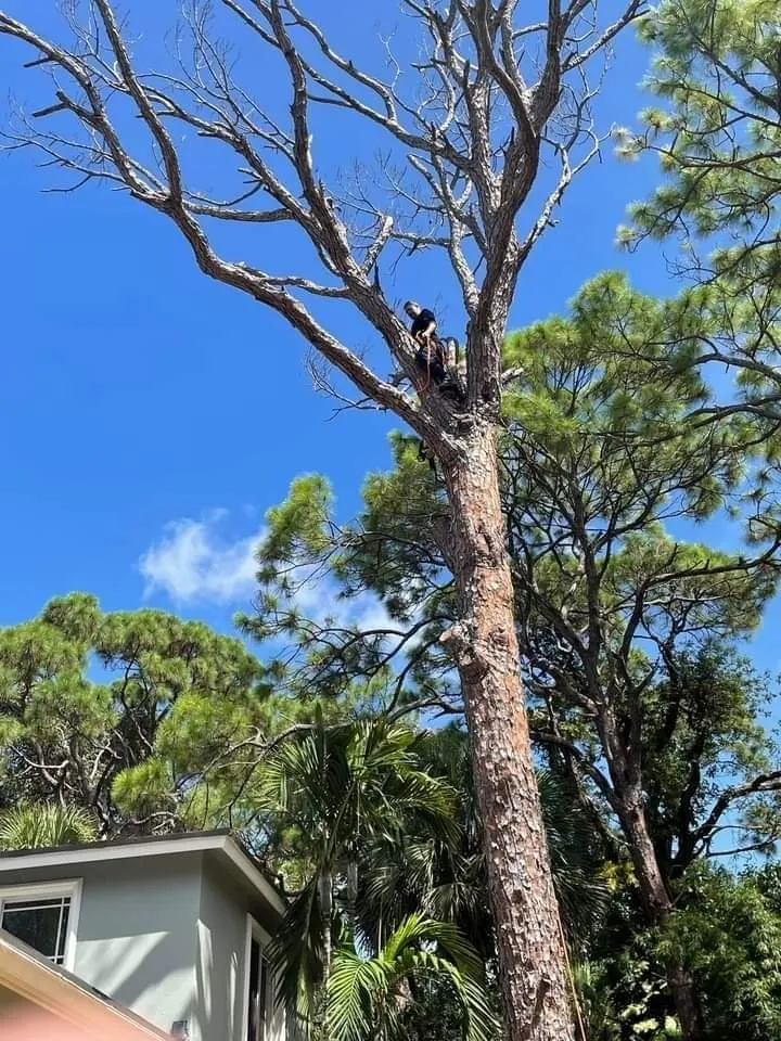 Local landscaping services in Fort Lauderdale, FL by Extreme Tree Service