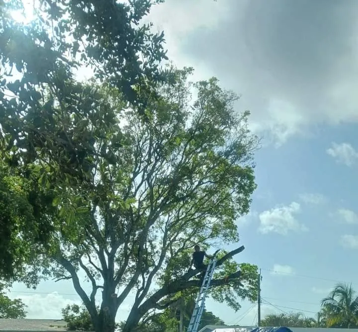 Local yard maintenance for year-round maintenance across Fort Lauderdale, FL - Extreme Tree Service