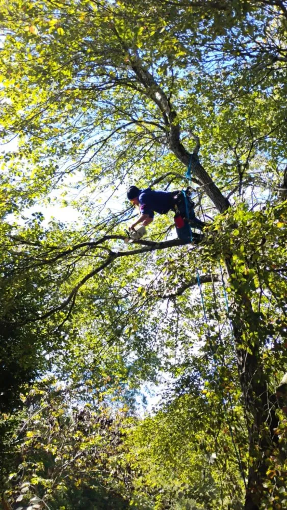 Affordable garden landscaping near you in Jefferson City, TN by Extreme Tree Service