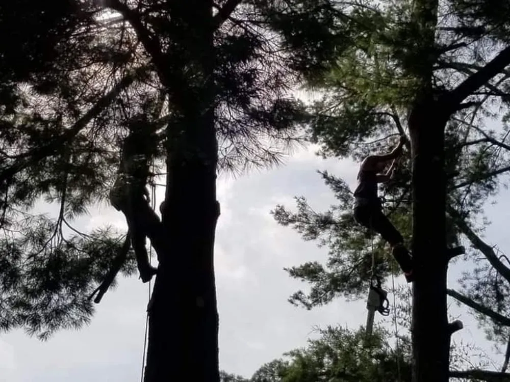 Local outdoor landscaping for outdoor upgrades across Jefferson City, TN - Extreme Tree Service