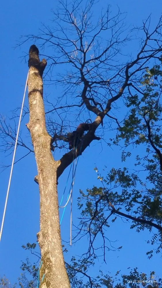 Trusted landscape design experts serving Jefferson City, TN - Extreme Tree Service