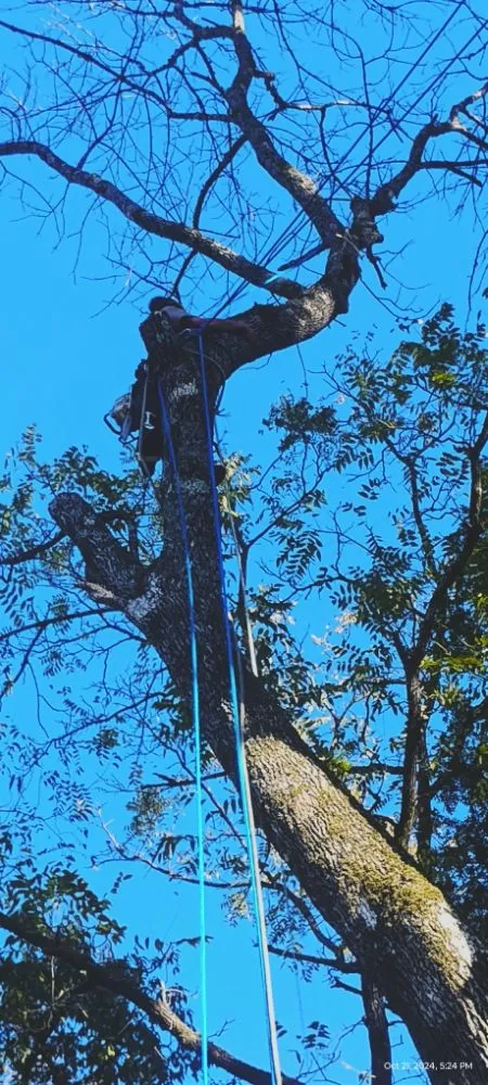 Affordable outdoor landscaping in Jefferson City, TN by Extreme Tree Service