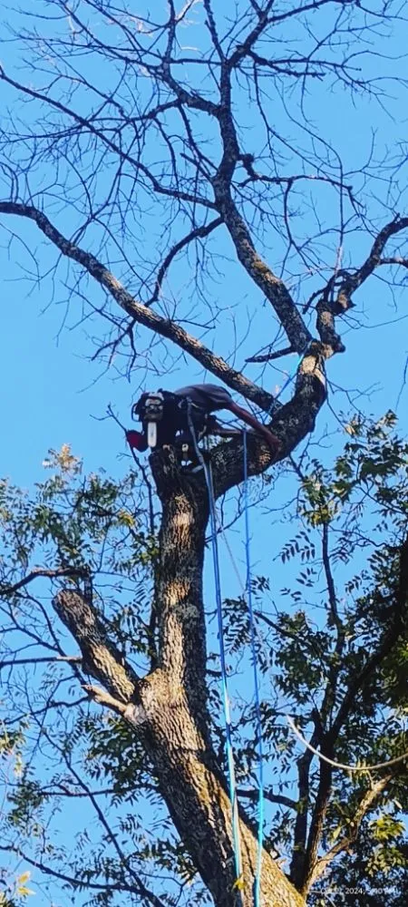 Expert lawn mowing service in Jefferson City, TN - Extreme Tree Service