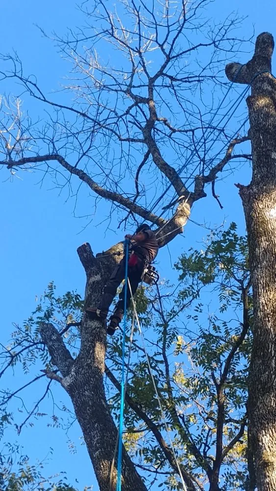 Top-rated garden landscaping for homes in Jefferson City, TN by Extreme Tree Service