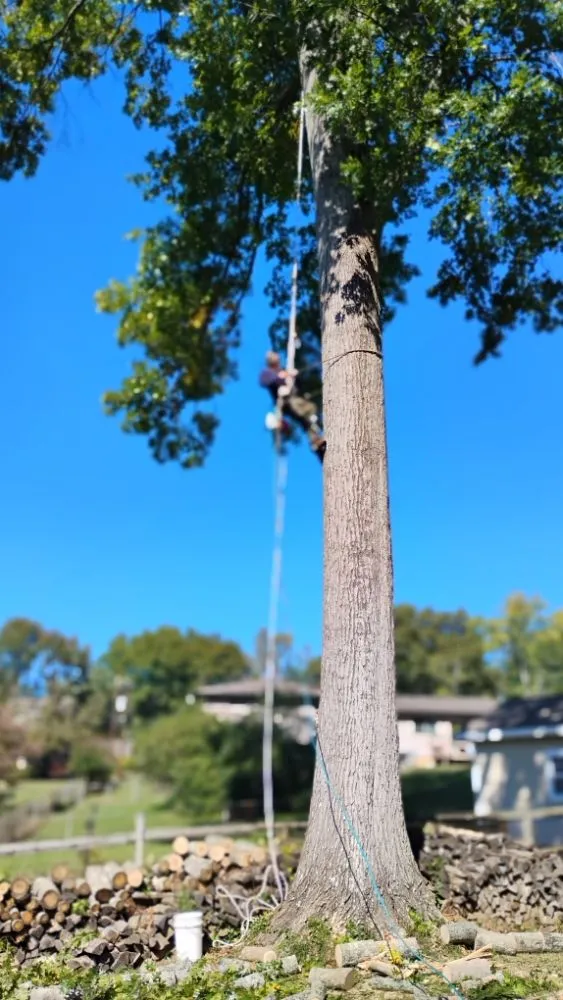 Custom landscaping services for outdoor upgrades in Jefferson City, TN by Extreme Tree Service