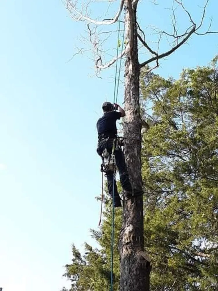Expert landscape design experts serving Jefferson City, TN - Extreme Tree Service
