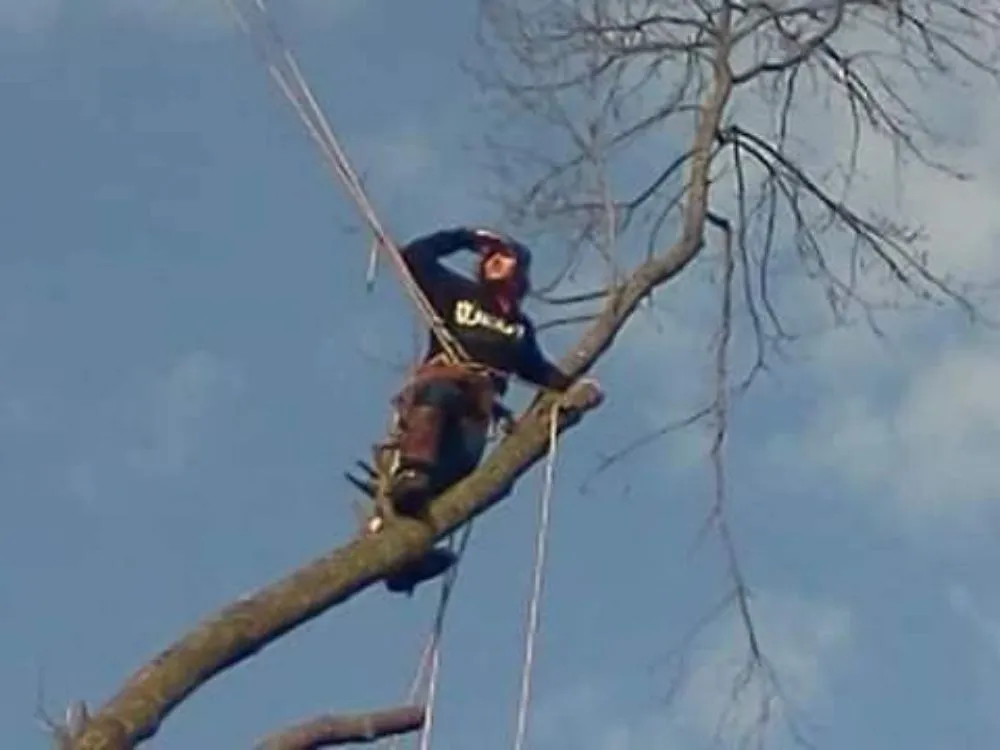 Trusted lawn mowing service experts serving Jefferson City, TN - Extreme Tree Service