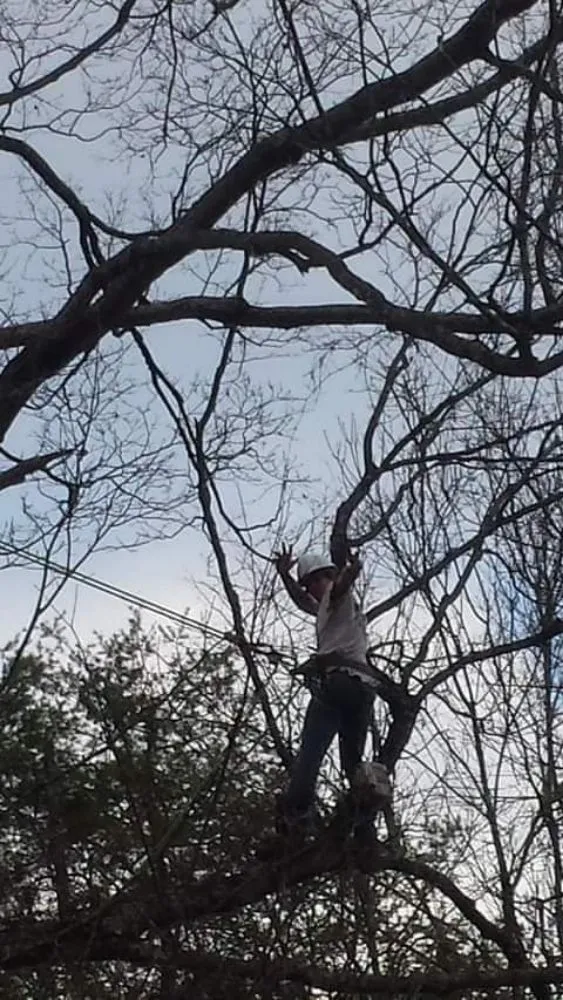 Top-rated yard cleanup service near you across Jefferson City, TN - Extreme Tree Service