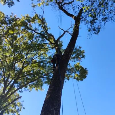 Extreme Tree Service