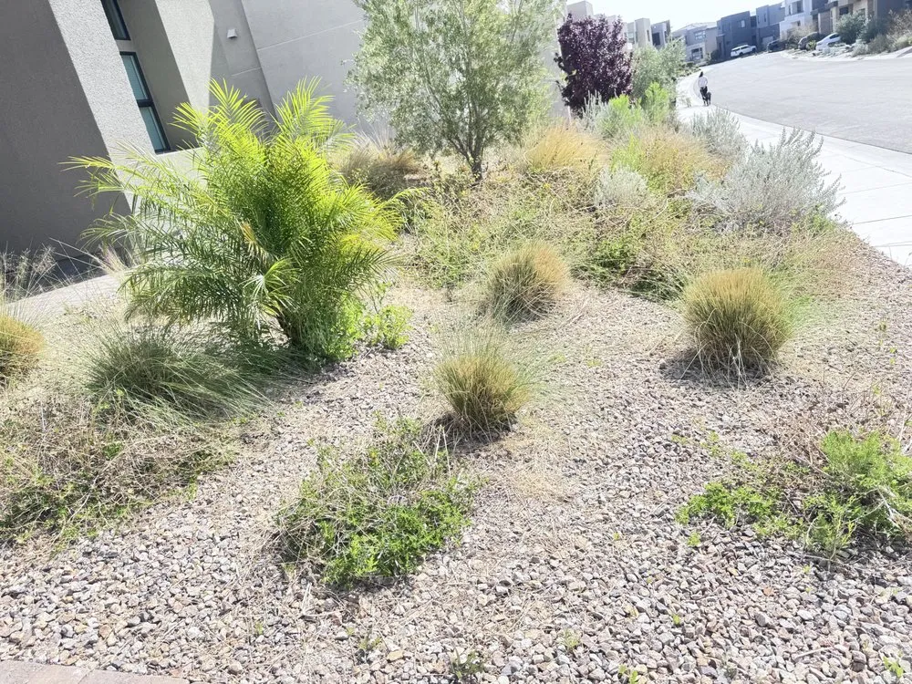 Expert outdoor landscaping for year-round maintenance across Las Vegas, NV - Eyd Garden End Tree Services