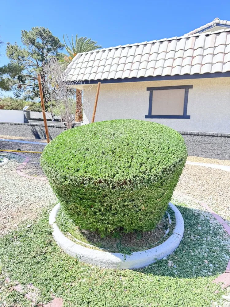 Affordable lawn mowing service in Las Vegas, NV - Eyd Garden End Tree Services