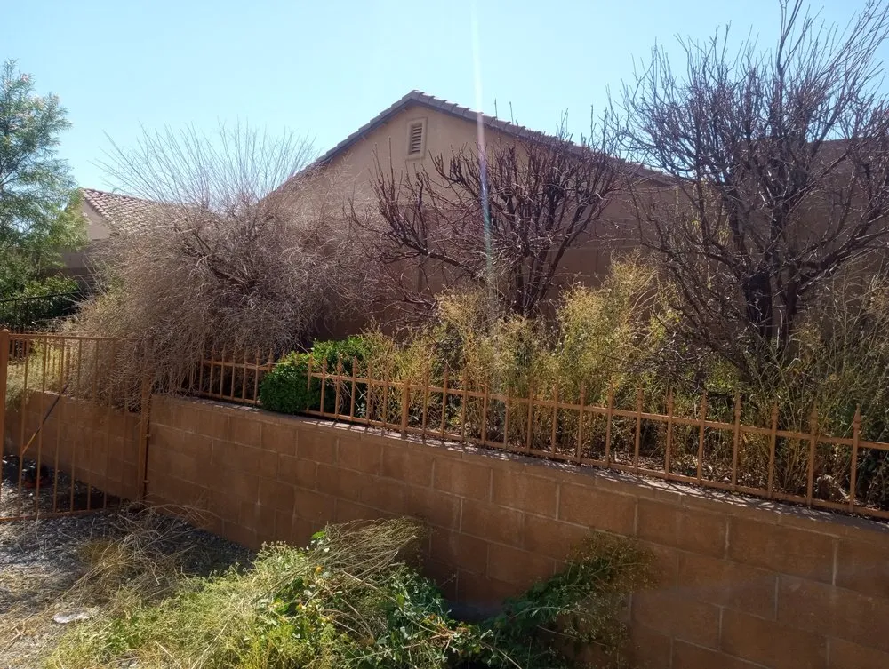 Trusted yard cleanup service in Sierra Vista, AZ - Eye Candy Landscape