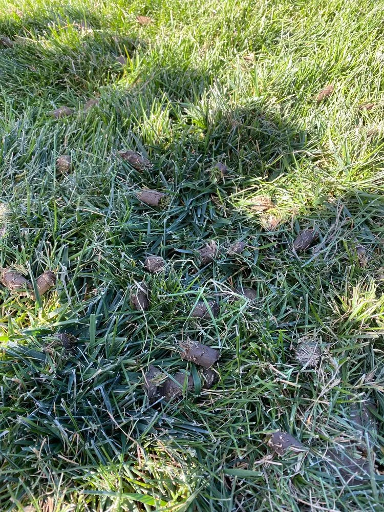 Top-rated landscape installation in Littleton, CO by Ez Aeration