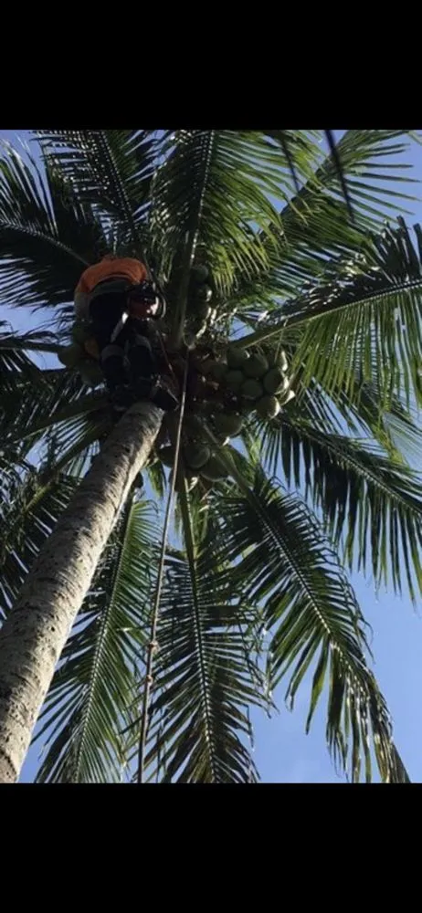 Reliable landscaping services experts serving West Park, FL - Ez Breezy Tree And Landscaping