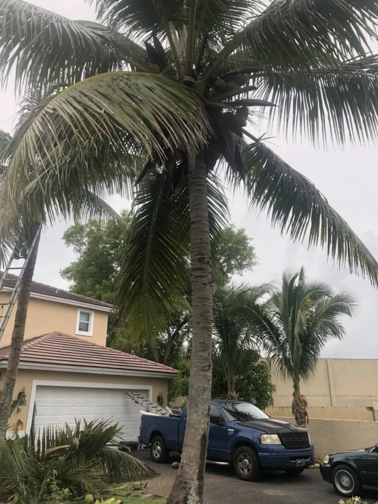 Top-rated yard cleanup service in West Park, FL - Ez Breezy Tree And Landscaping