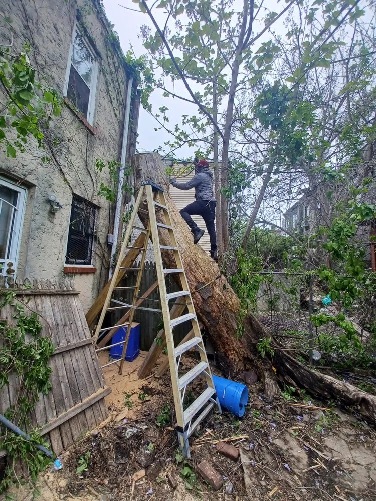 Expert landscape installation in Philadelphia, PA by EZ Cleaning