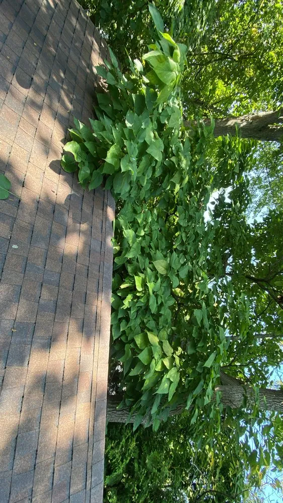 Expert landscape design for beautiful yards across Oberlin, OH - EZ Does It