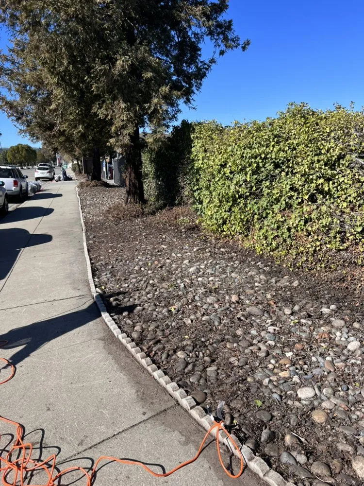 Trusted yard cleanup service for residential properties in Tracy, CA by EZ Dump