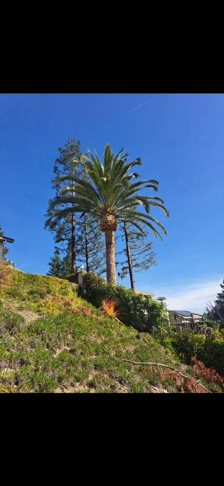 Top-rated residential landscaping for residential properties across Canoga Park, CA - Ez Land and Tree Care