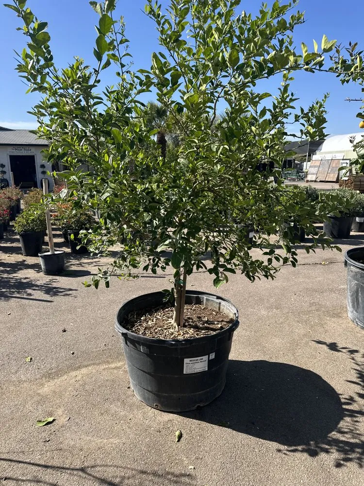 Local yard cleanup service in Litchfield Park, AZ by EZ Landscape and Maintenance