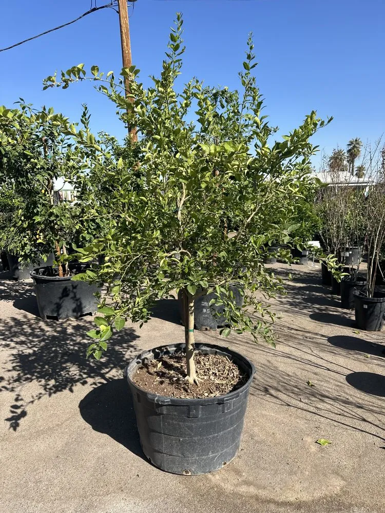 Reliable outdoor landscaping experts serving Litchfield Park, AZ - EZ Landscape and Maintenance