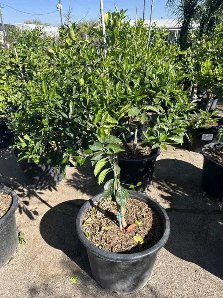 Expert residential landscaping near you across Litchfield Park, AZ - EZ Landscape and Maintenance